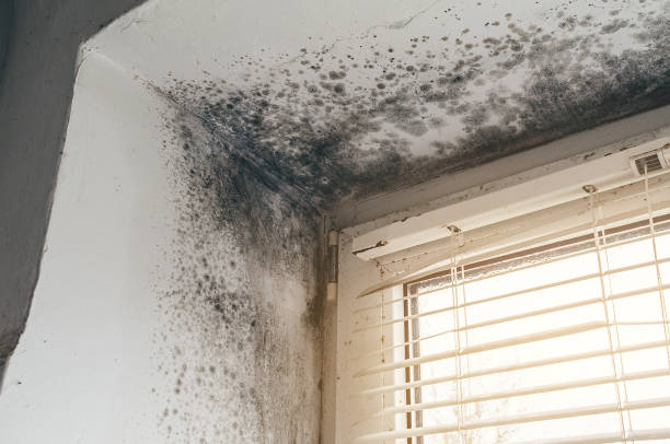 Affordable Mold Remediation solutions in Hudgins, VA